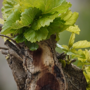 Tronc et feuilles - France  - collection de photos clin d'oeil, catégorie plantes